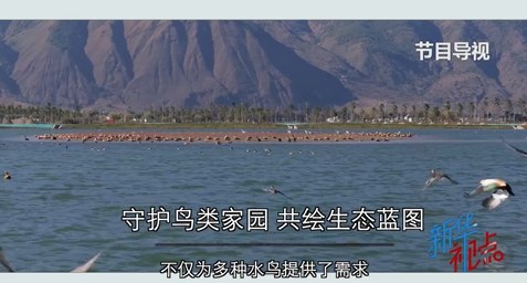 新华社：新华视点丨守护鸟类家园 共绘生态蓝图